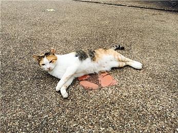 《帝国时代4》8月5日Beta测试 提供四种文明选择